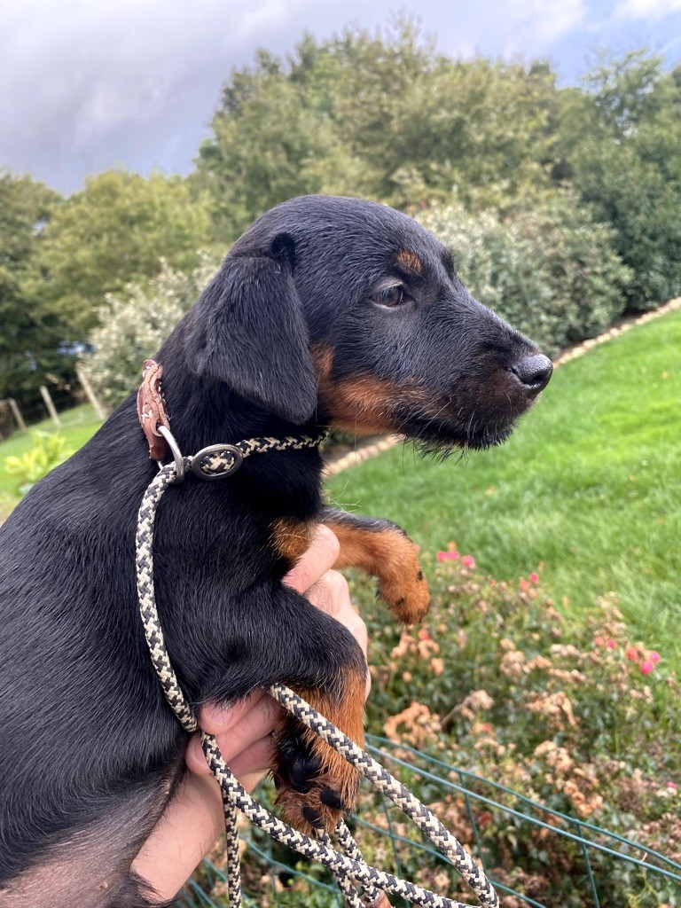 De La Colline De Montjuic - Chiot disponible  - Terrier de chasse allemand