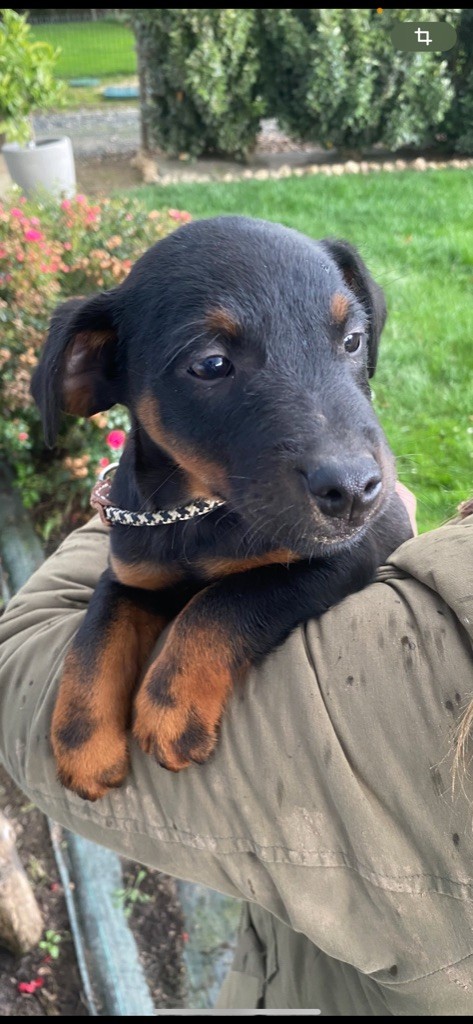 De La Colline De Montjuic - Chiot disponible  - Terrier de chasse allemand